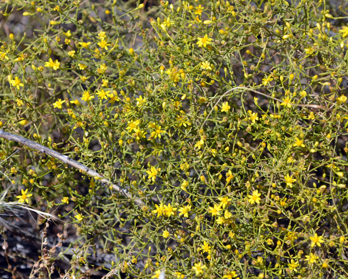 Late Snakeweed blooms from April or May and again from August through October if there is adequate summer monsoon rainfall. Gutierrezia serotina